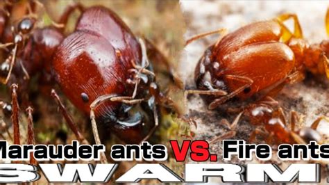 fire ants vs army ants